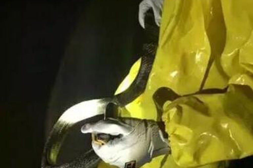 The one-metre snake that wanted somewhere quiet to sleep. Luckily, it wasn't poisonous and was later released into the wild. Photo: SCMP Pictures