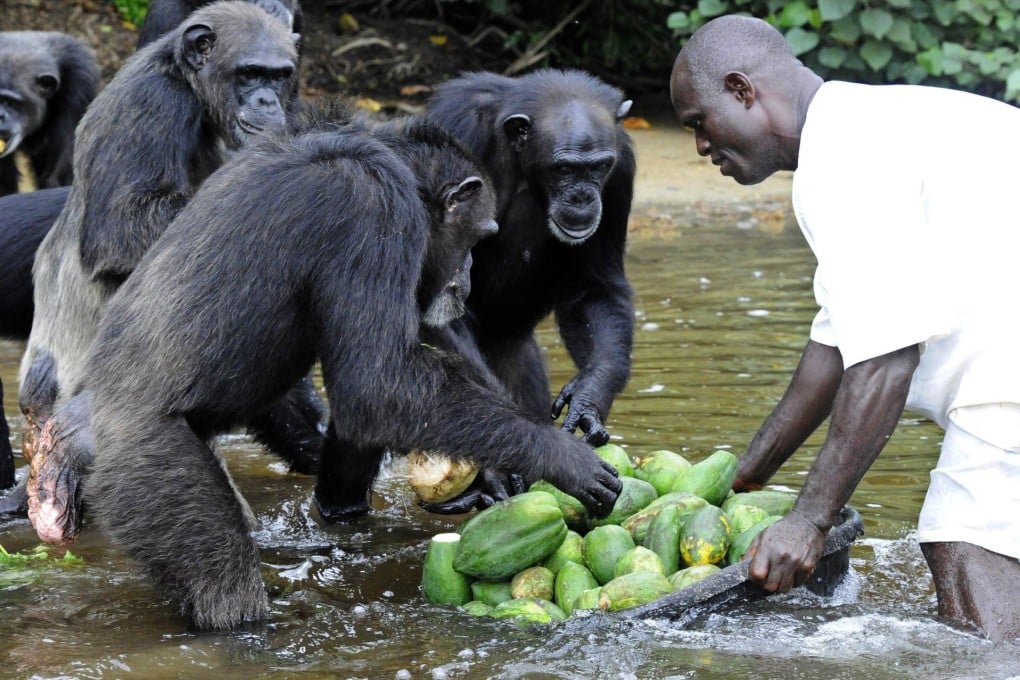 The only significant inhabitants of the six islets, the chimps have been living an idyllic existence, fed by human volunteers on their very own 'Planet of the Apes'.Photo: AFP