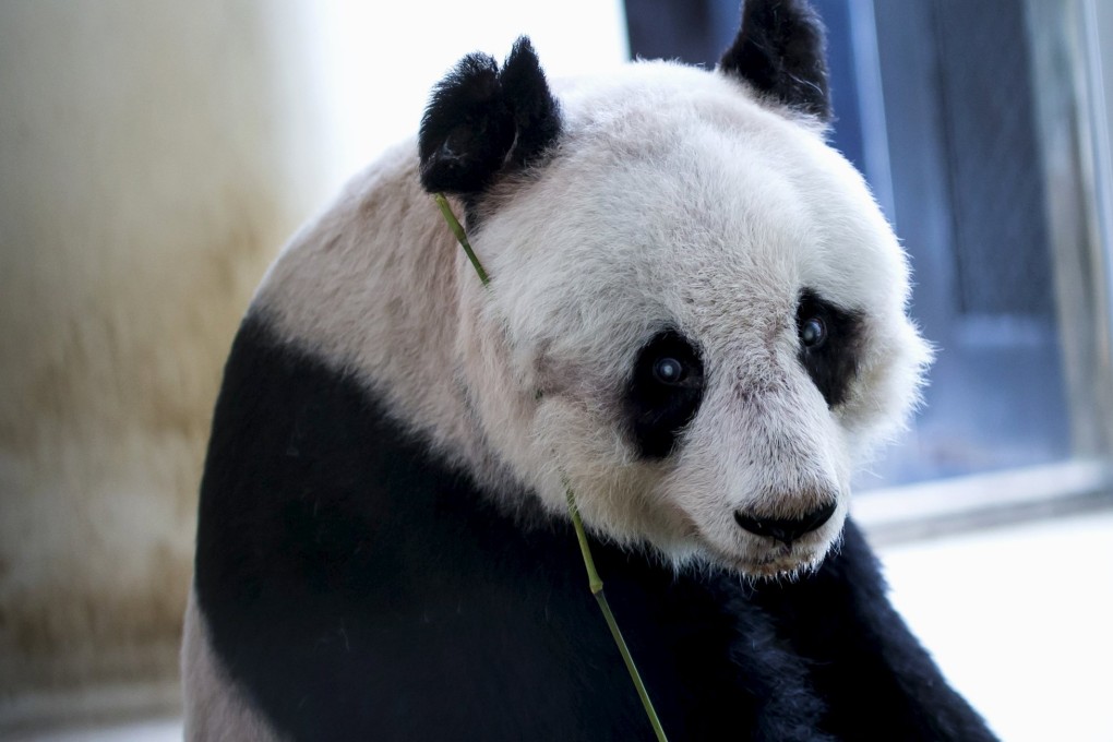 36-year-old giant panda Jia Jia, sits in her enclosure at the Hong Kong Ocean Park. Photo: Reuters