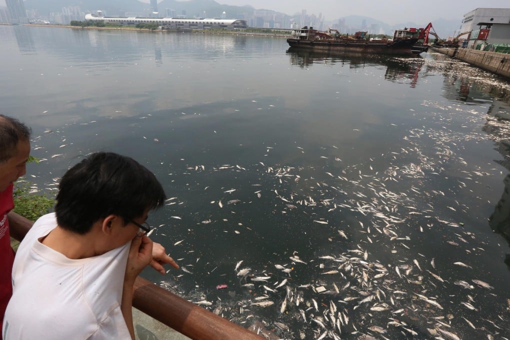 Dead fish float near Kwun Tong Pier as algal blooms, global warming and tropical storms are among the suggested causes. Photo: Felix Wong