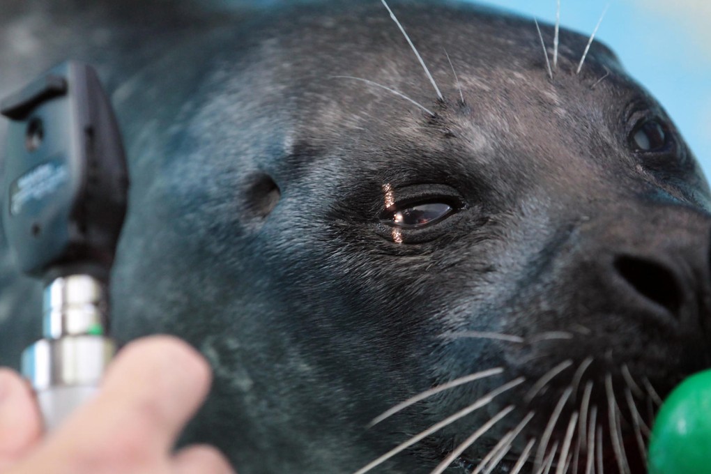 Rose the harbour seal is back to her curious and playful self at Ocean Park following the successful removal of a cataract in her right eye. Photo: Bruce Yan