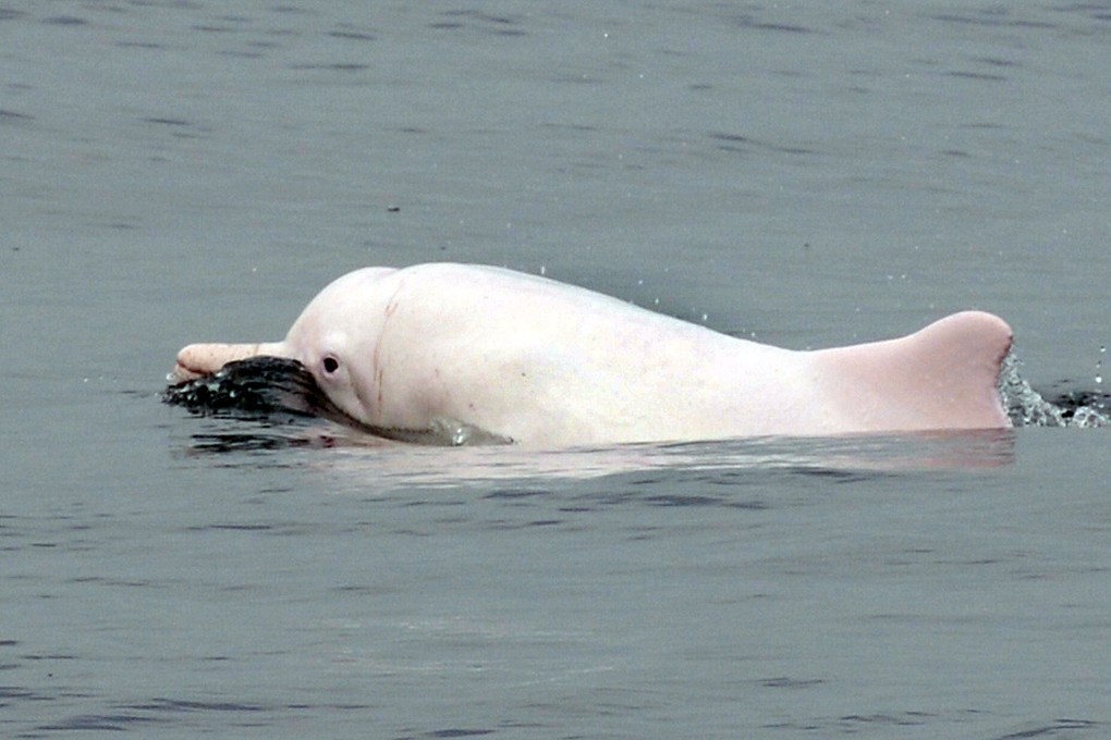 Fears over airport ferry route threat to Chinese white dolphins