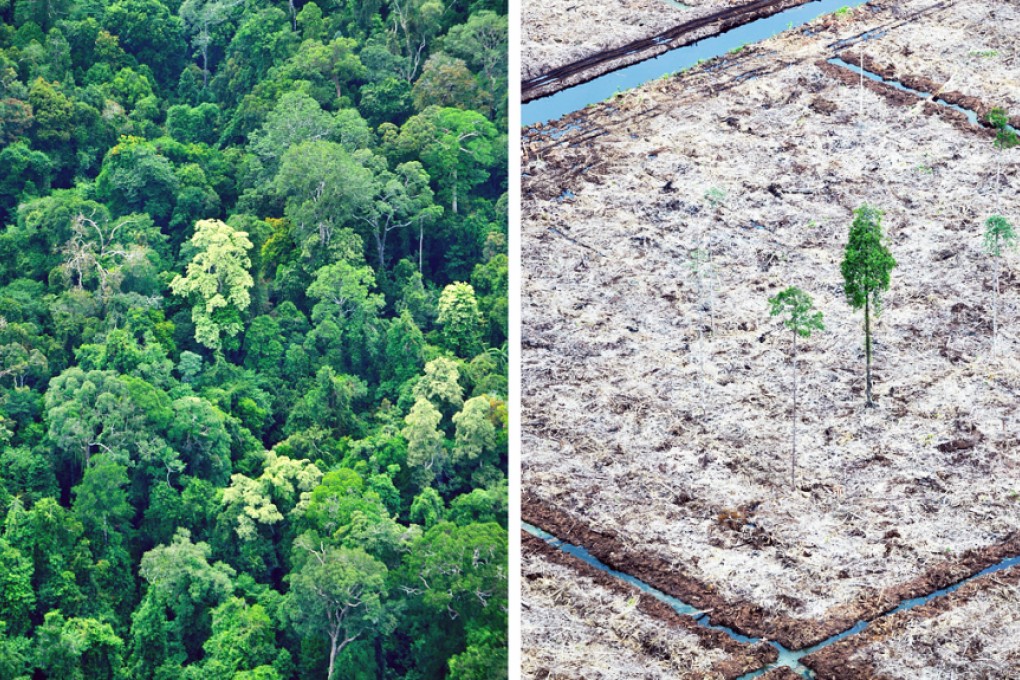 Photos from a Greenpeace Sumatra survey in 2010 show a rainforest in a national park (left) and a nearby protected peatland area that has been cleared. Photo: AFP
