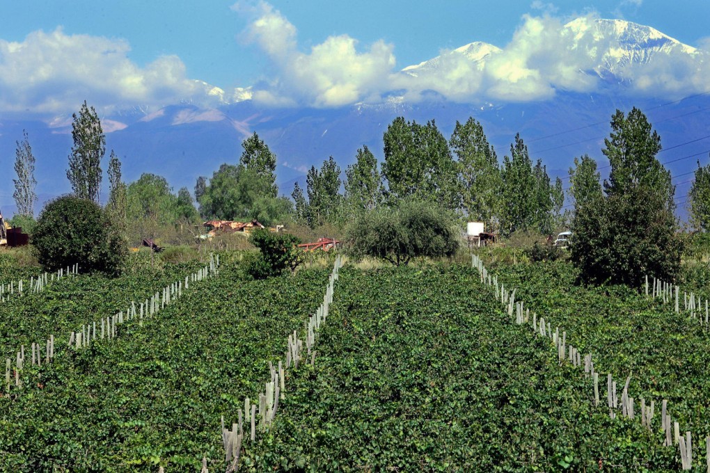 Critics of the idea that a wine-producing region needs a signature wine point to Argentine malbec as a prime example of the homogeneity resulting from such efforts. Photo: AFP