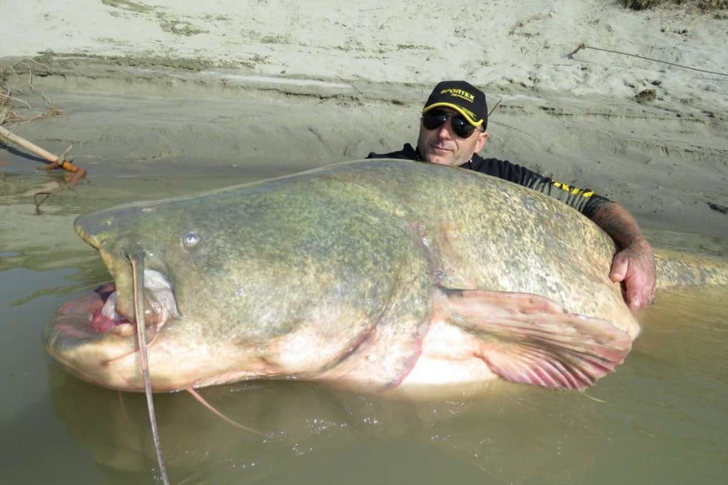 A 127kg wels catfish, caught in Italy's Po River in February. Could the Loch Ness Monster be such a beast? Photo: Sportex Italia/Facebook