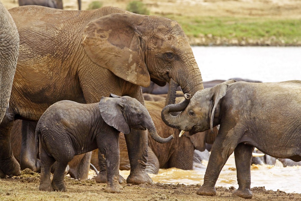 Some 100,000 elephants were killed for their ivory between 2010 and 2012, according to a conservation group. Photo: AP