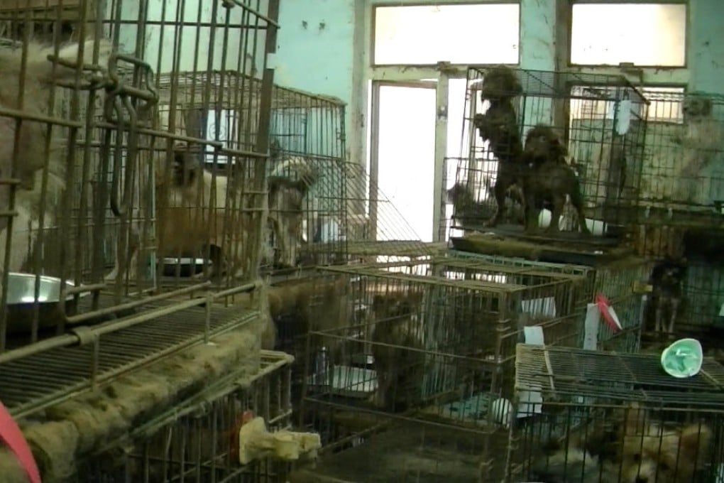 A "puppy mill" breeding dogs in Tai Kok Tsui. Photo: SMP Pictures