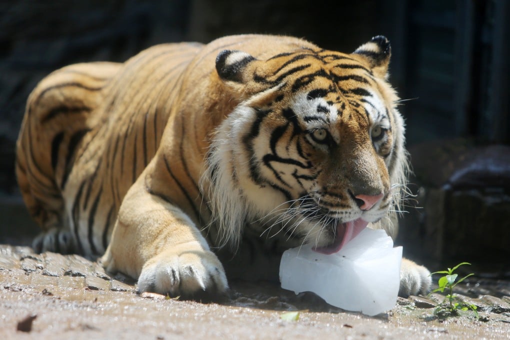 A recently discovered fossil gives insight into the hunting strategies of tigers' ancestors. Photo: China Foto Press