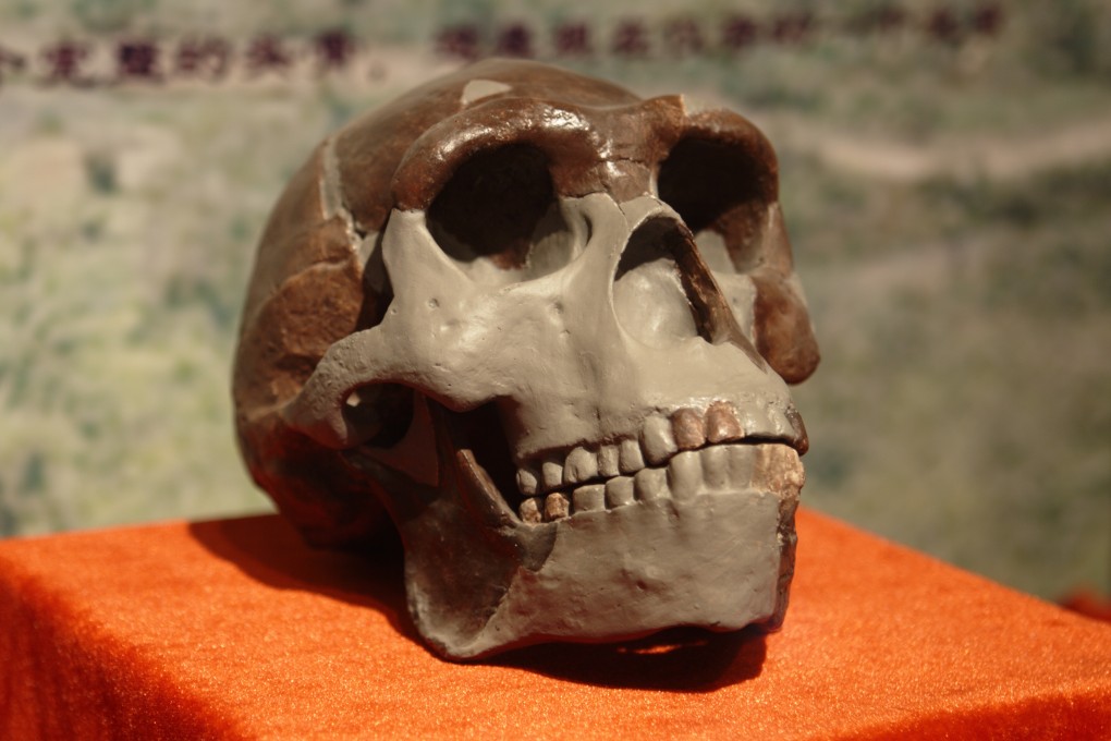 Skull of the Peking man. Fossils found near Xuchang in northern China are thought to fill a missing link between the Peking man and modern Chinese. Photo: Wikipedia