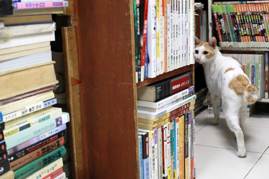 The missing cat "Fok Jai" was returned to the Sam Kee Book Company located on King's Road in North Point this evening. Photo: Felix Wong
