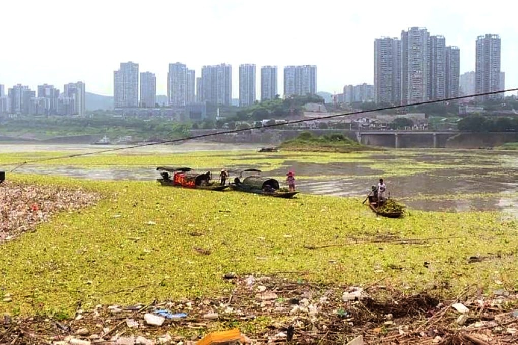 Recent heavy rainfall has caused a 10,000-square-metre belt of floating rubbish to form on the Yangtze River. Photo: Qq.com