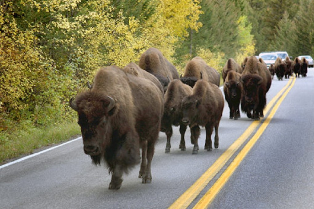 No selfies, please. A herd of Yellowstone bison wanders down a road in the park. Photo: Yellowstone National Park