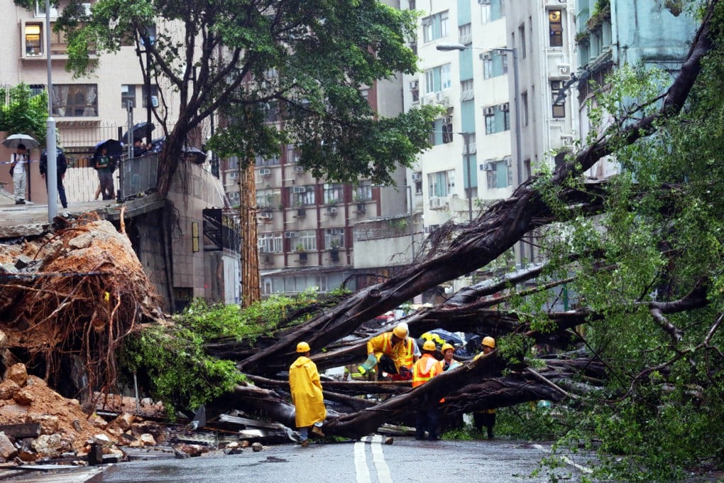 The tree blocked traffic on Bonham Road. Photo: Nora Tam