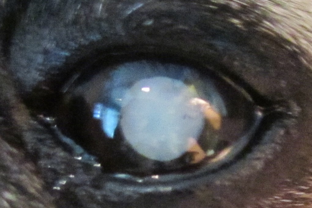 Eye drop tests on dogs offer hope of non surgical cure for