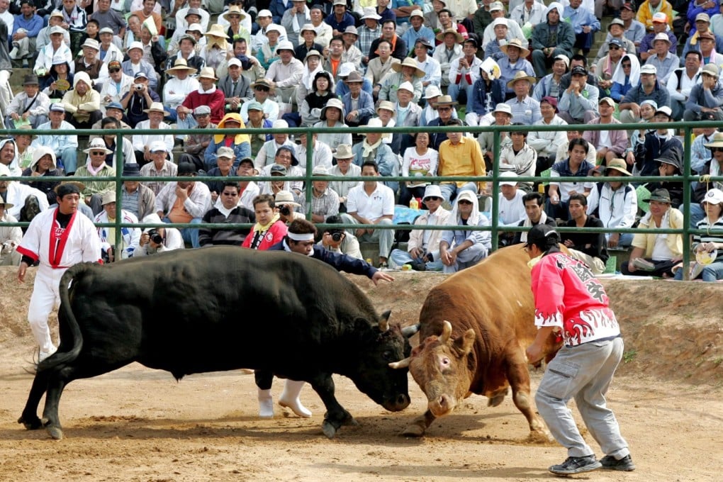 Bulls weighing about 1,000 kilogrammes crash against each other at a bullfight contest in Okinawa, Japan. Photo: EPA