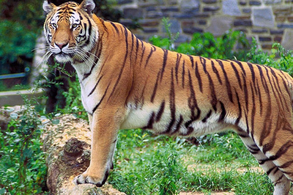 Bengal tigers live mainly in India, where nationwide there are 2,226, with smaller populations in Bangladesh, Nepal, Bhutan, China and Myanmar.