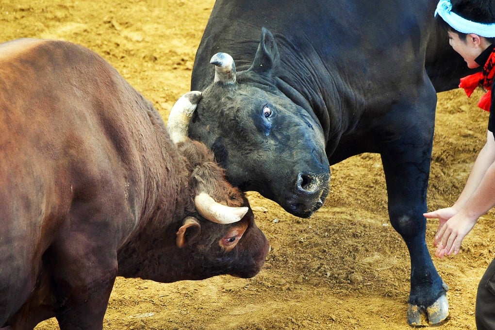 Giant bulls fight during a Japanese bullfighting event in Uruma, Okinawa prefecture. Photo: AFP
