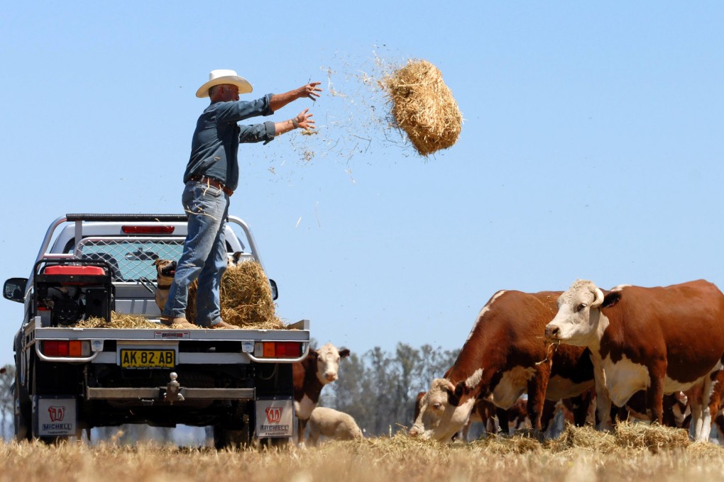 Australia will become the first country to export live cattle for slaughter to China. Photo: Reuters