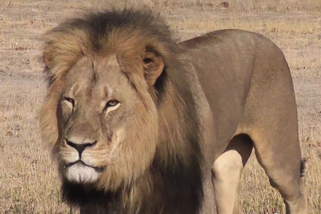 Cecil the lion in Hwange national park. Photo: YouTube/Bryan Orford