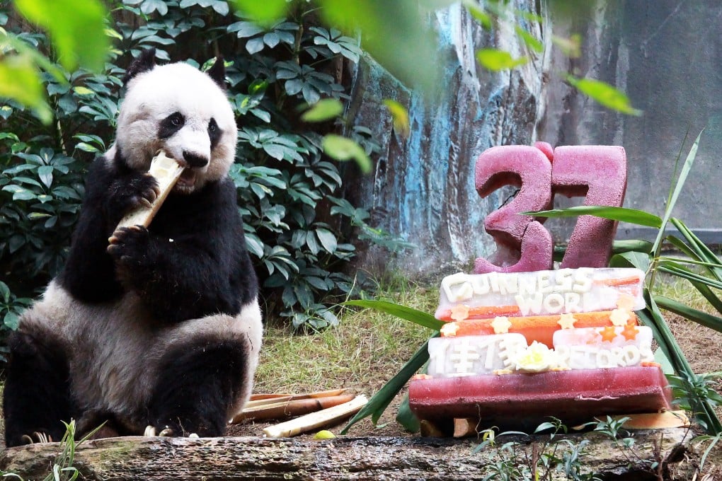 Jia Jia is 37 - equivalent to 100 in human years. Photo: May Tse