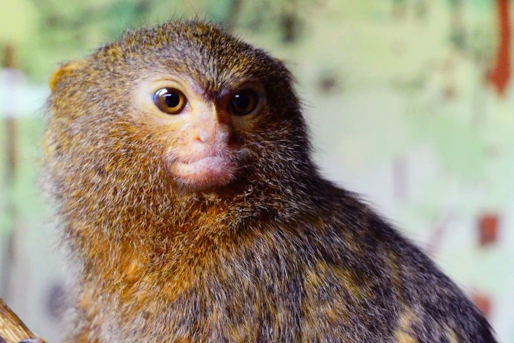 The marmosets responded well.