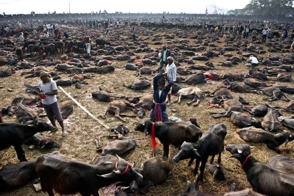 Dead animals litter the ground while others await their turn as sacrifices outside the Gadhimai temple in 2014. Photo: AFP