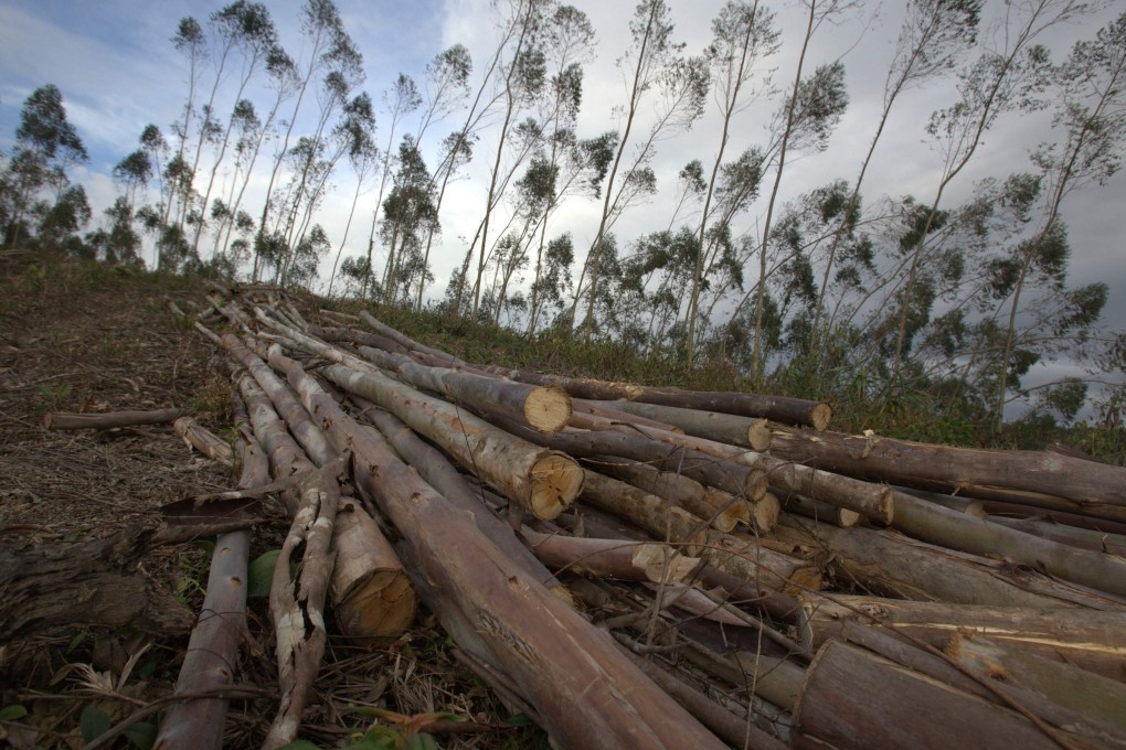 Regions along Myanmar's porous border with the mainland have long been hotbeds for the illegal trade in timber to feed Chinese demand. Photo: Reuters