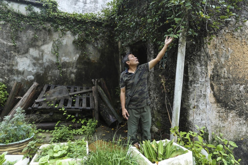 Forager Stony Ng eyes up a wild creeping fig plant in Luk Keng, in the New Territories. Photos: Jonathan Wong; Franke Tsang