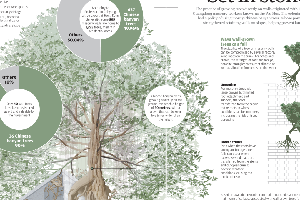 Hong Kong’s wall trees: everything you need to know about the banyans that define the city’s landscape