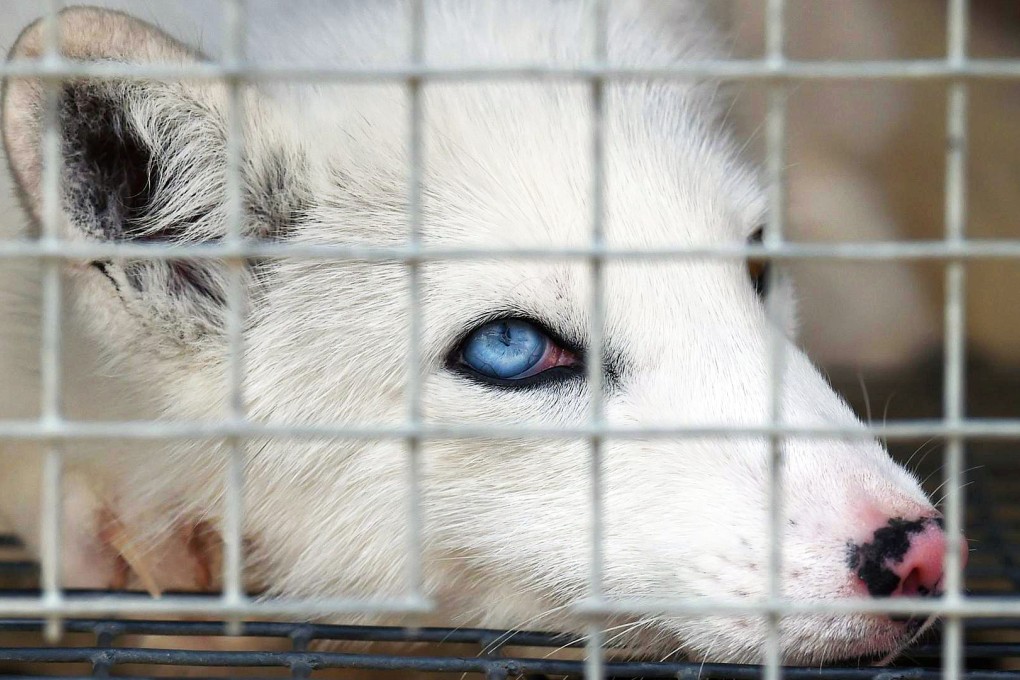 Zhangjiakou is famed in China for its fur trade, which houses thousands of caged animals on farms where Arctic foxes, minks and rabbits are bred for their pelts. Photos: AFP