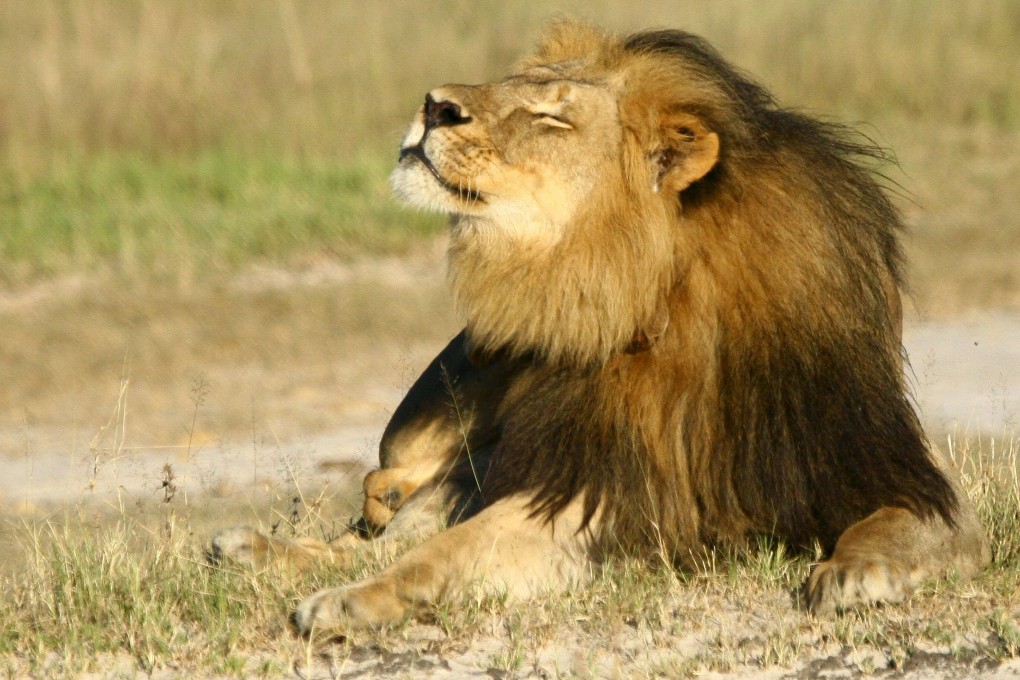 Wildlife authorities in Zimbabwe dismissed a report of the shooting death of a male lion who was a companion of Cecil (pictured). Photo: Reuters