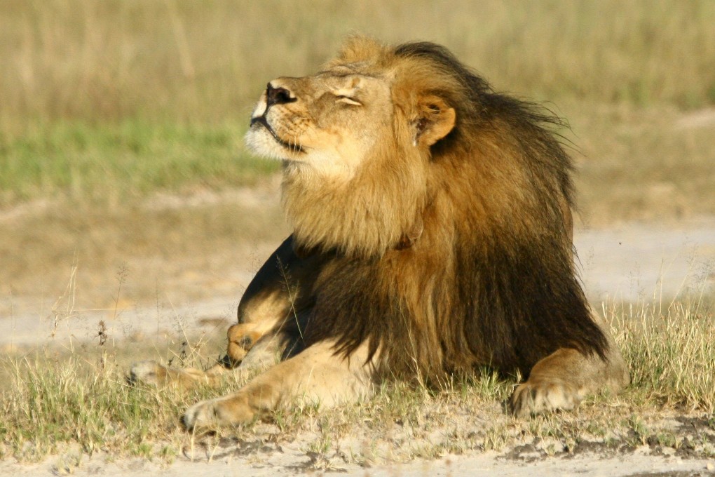 Cecil the lion is seen at Hwange National Parks, before he was killed by the American dentist Walter Palmer. Photo: Reuters