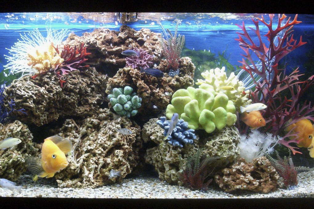 Wild-caught marine fish and coral are not easy to care for and some say they should be kept in the ocean. Photos: Thinkstock