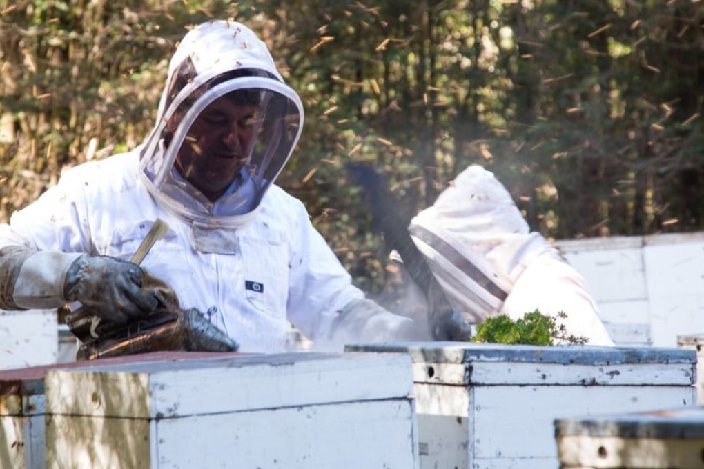 Robbie Charles, apiary manager and owner, at work