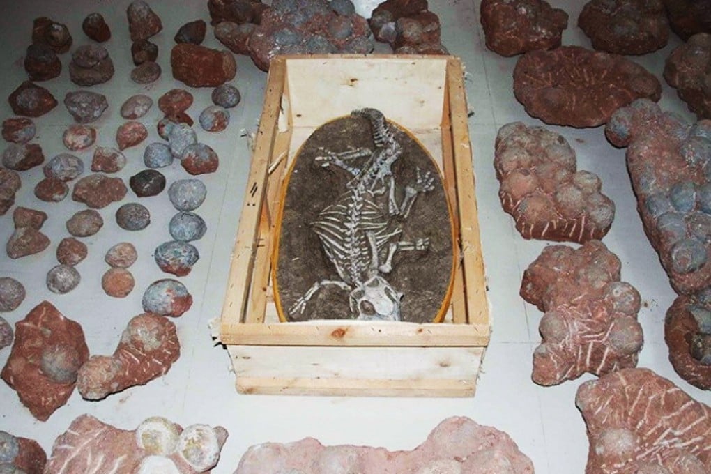 Police discovered 213 stolen fossilised eggs and a complete dinosaur skeleton when raiding a house looking for looted fossils taken from a construction site in Guangdong province. Photo: Heyuan police