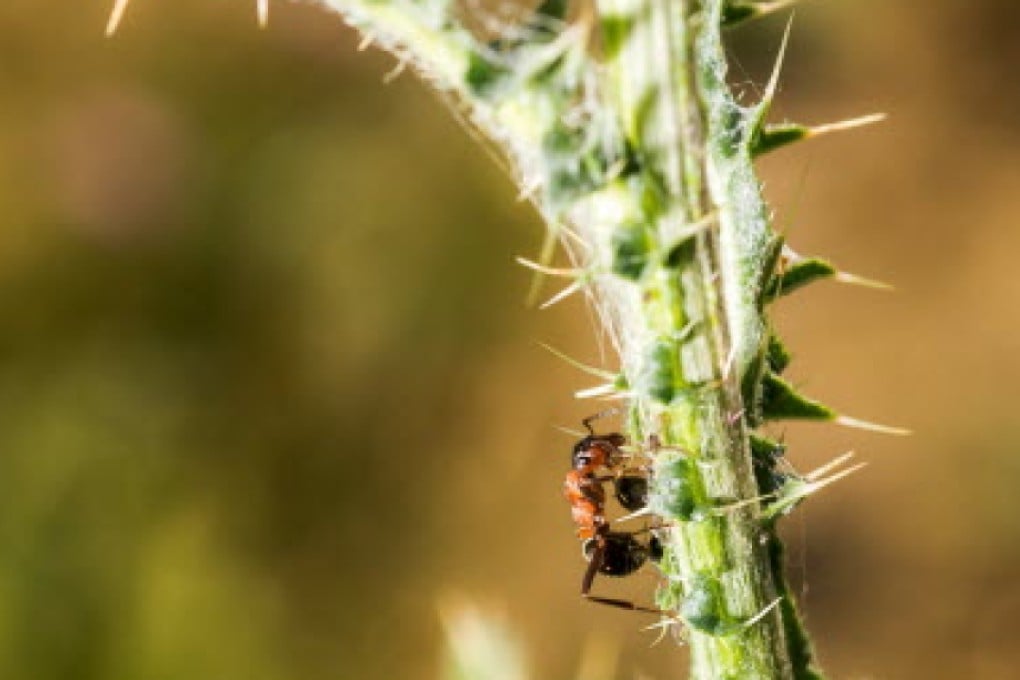 There are more than 15,000 recorded species of ants in the world. Photo: AFP