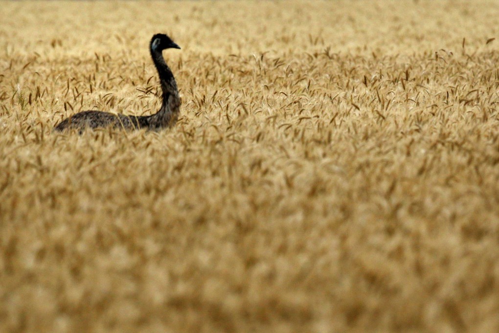 An emu walks through a wheat field near Brisbane, Australia as the country's grain producers are losing market share in top market Indonesia to rivals from Russia and the Ukraine. Photo: Reuters