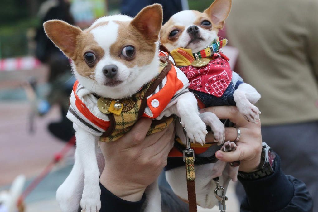 Dogs are the most popular pets in Hong Kong, and most of them enjoy the good life lavished on them by doting owners. Photo: David Wong