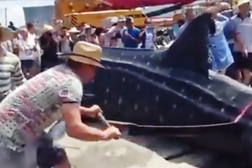 The fish is sawed into pieces while a crowd watches. The location of the incident was not clear, but the person who posted the video online said it took place in Guangdong province. Photo: SCMP Pictures