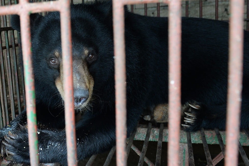 Bears are kept in small cages under the most terrible conditions for the extraction of their bile on an industrial scale. Photo: AFP