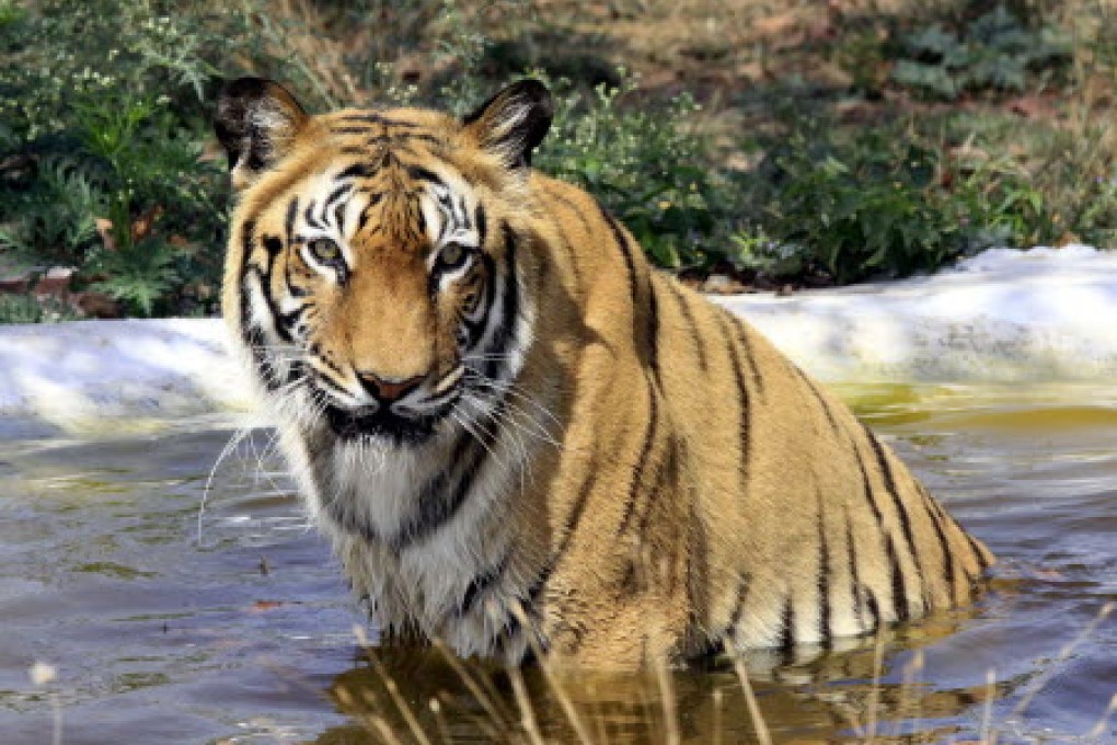 Some 440 tigers were recorded in the Sundarbans during a census conducted in 2004 in the World Heritage-listed forest, one of the world’s last remaining habitats for the big cats. Photo: EPA