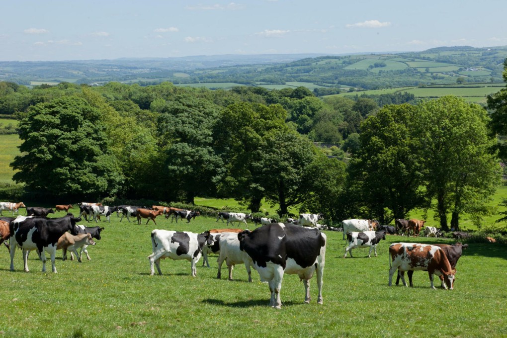 Cows at the Harris family's Ffosyficer farm in Wales. Organic milk from the farm recently went on sale in Hong Kong.