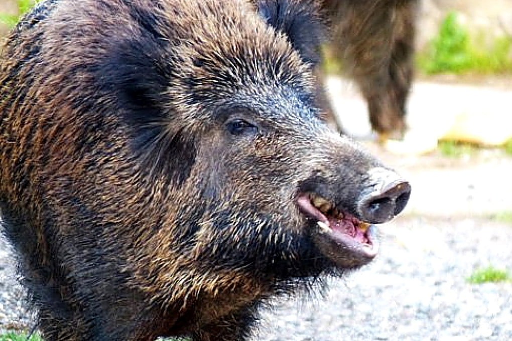 There are estimated to be more than a million wild boars in Italy. Photo: Maremma Guide