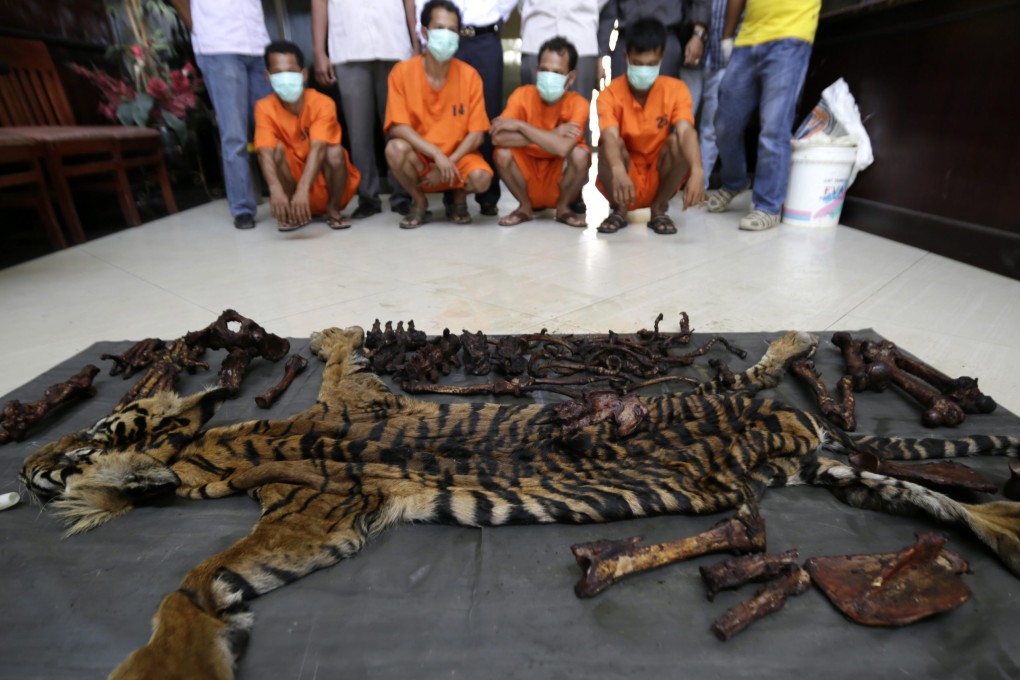 Aceh police present four men who were arrested for killing a Sumatran tiger. Photo: EPA