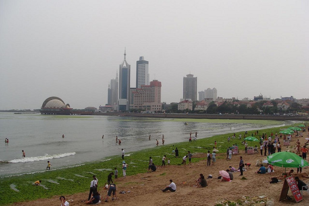 A beach in Qingdao, Shandong province, is covered in green algae, which thrives in polluted water. Photo: Pro Journo