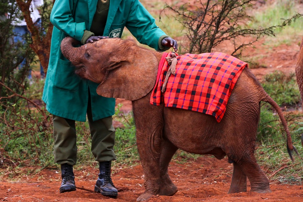 An elephant cub being cared for at a facility in Nairobi, Kenya. Some 30 cubs that lived there have been orphaned by ivory poachers or natural disasters. Photo: Xinhua