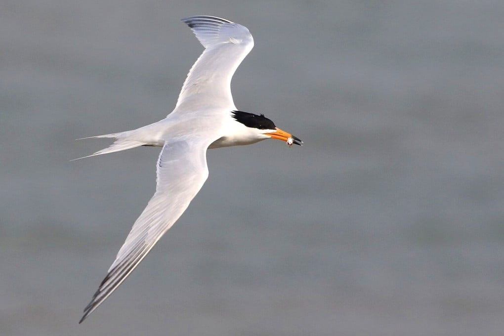 The Chinese crested tern is one of the most threatened seabirds worldwide. Photo: Birdlife International