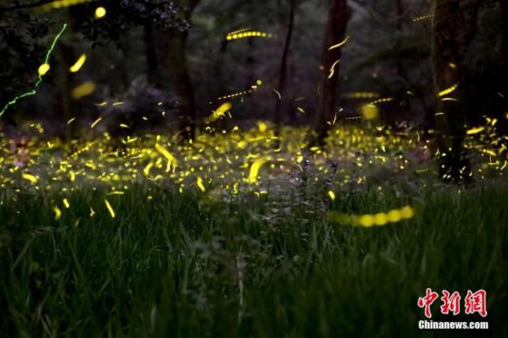 A file picture of fireflies in the wild in a forest in China. Photo: Chinanews.com