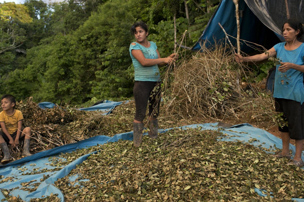 Edma Duran, right, works with her children Miguelina Diego and Jack Diego to salvage the still sellable coca leaves after their crop was torn out by the government two days before in Nuevo Canaveral, Peru. Photo: AP