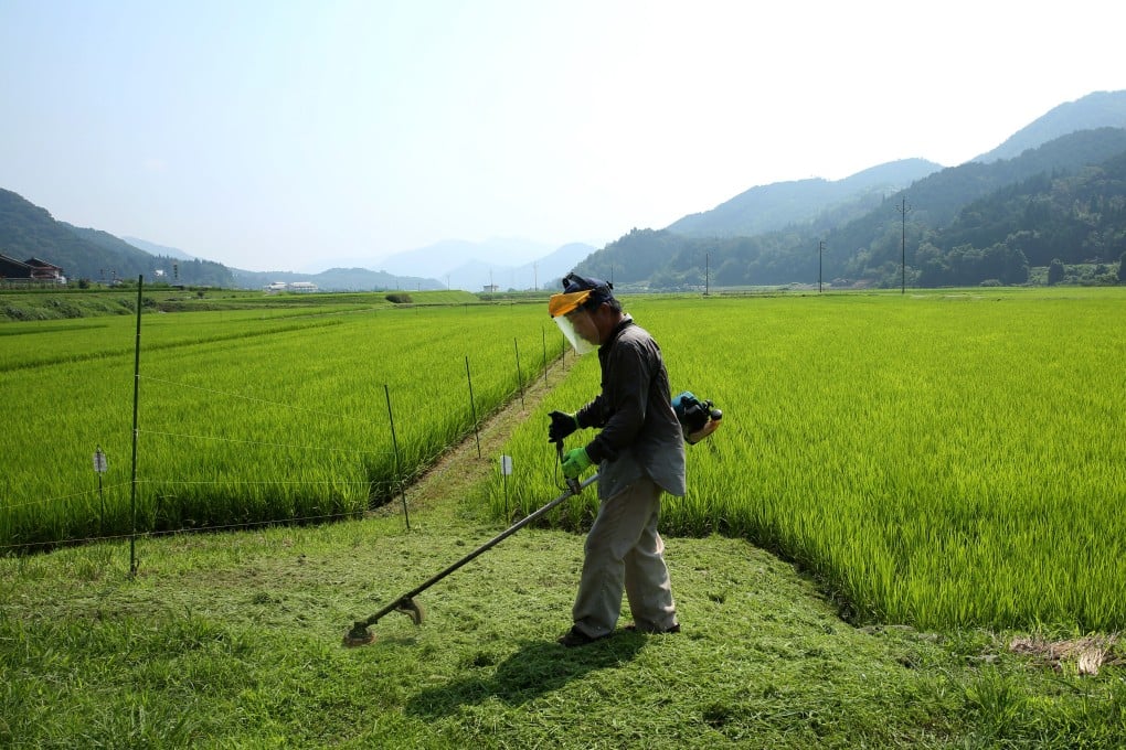 A rice farm in Japan. A newly discovered gene could lead to drastically increased production of the staple. Photo: Bloomberg